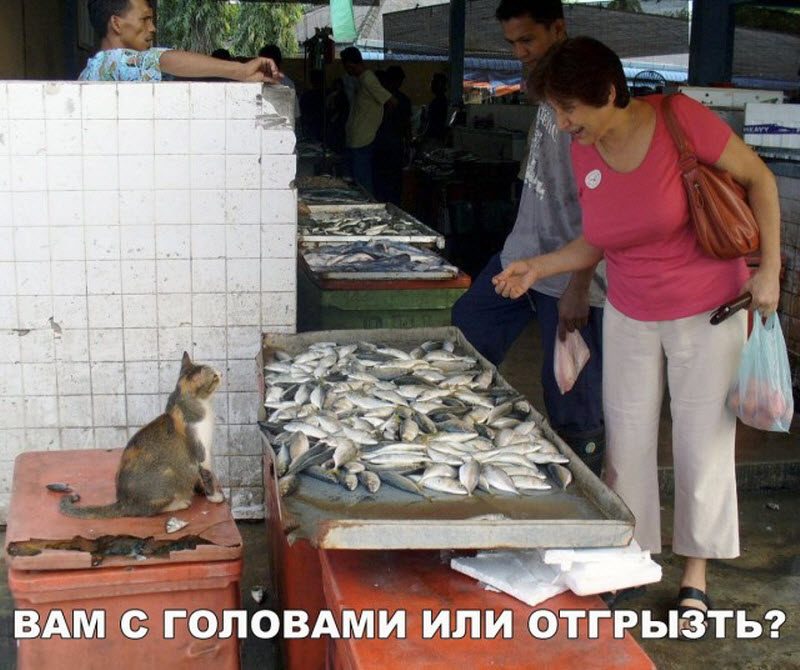 Прикольные картинки