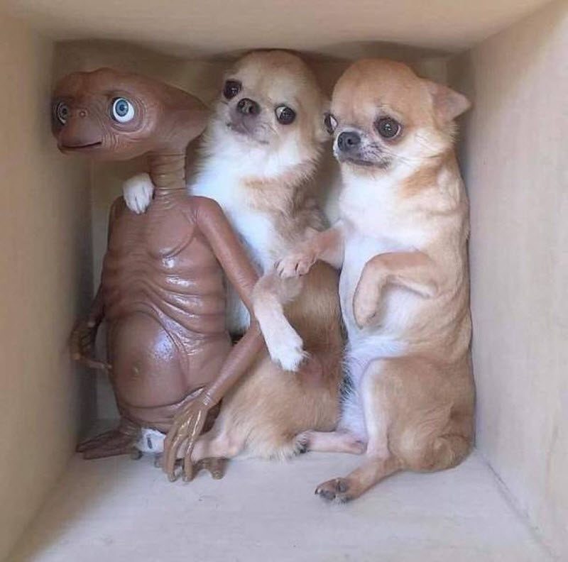 Прикольные картинки