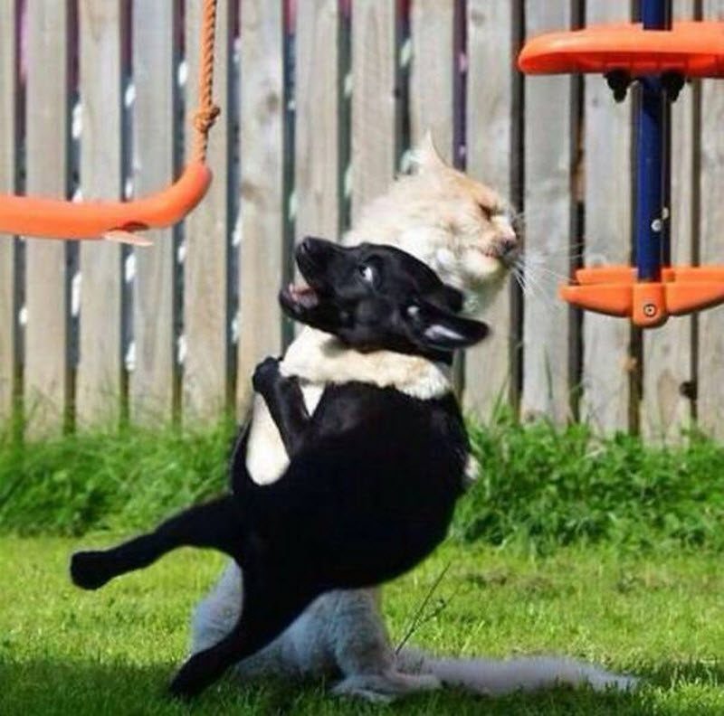 Прикольные картинки