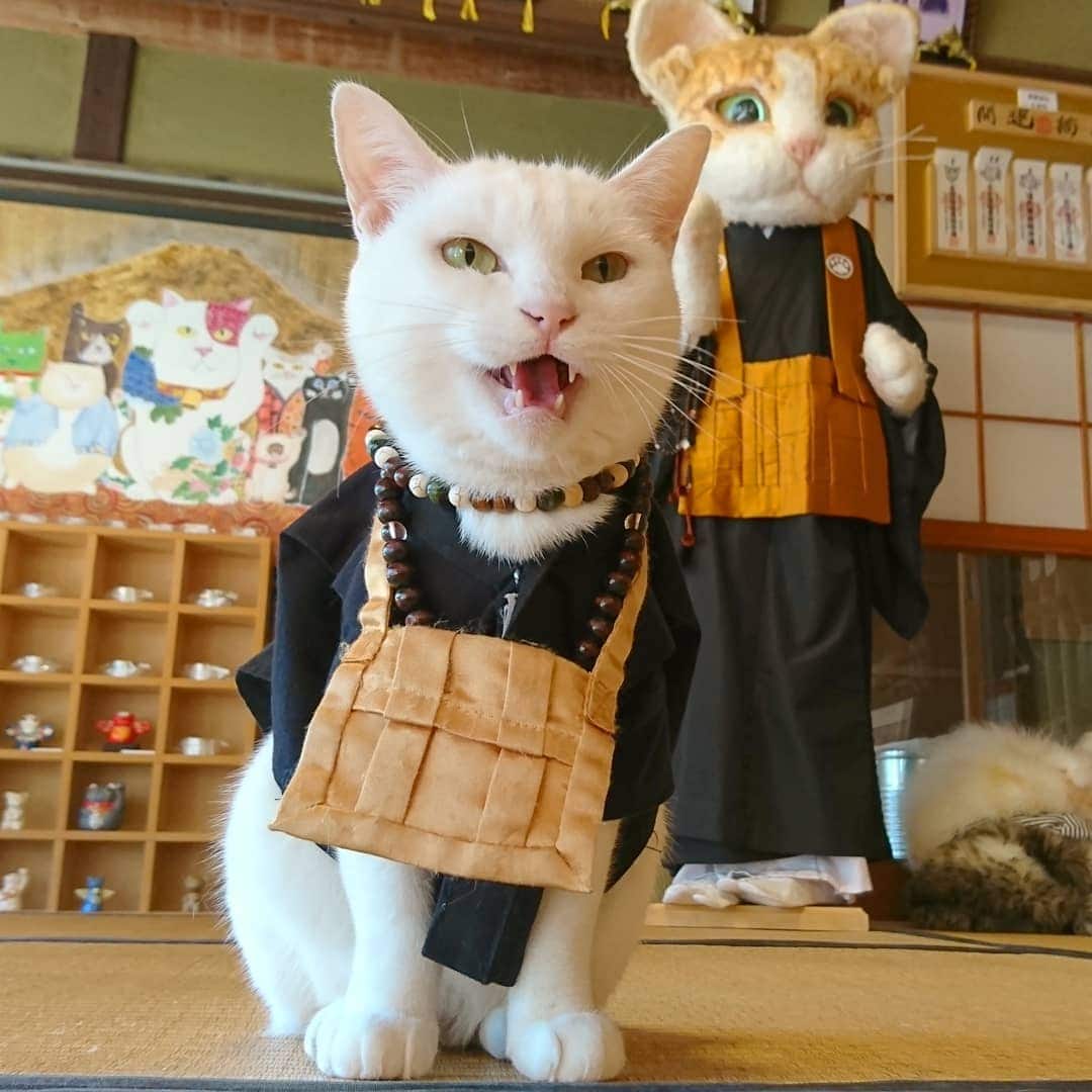 Необычный кошачий храм в Японии