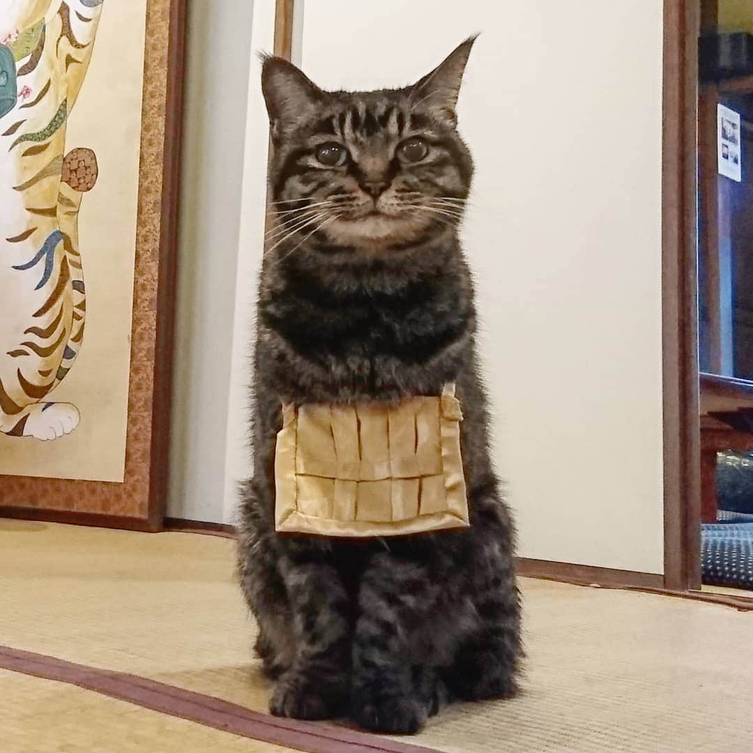 Необычный кошачий храм в Японии
