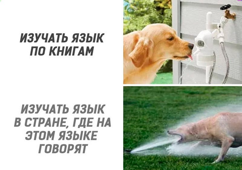 Прикольные картинки