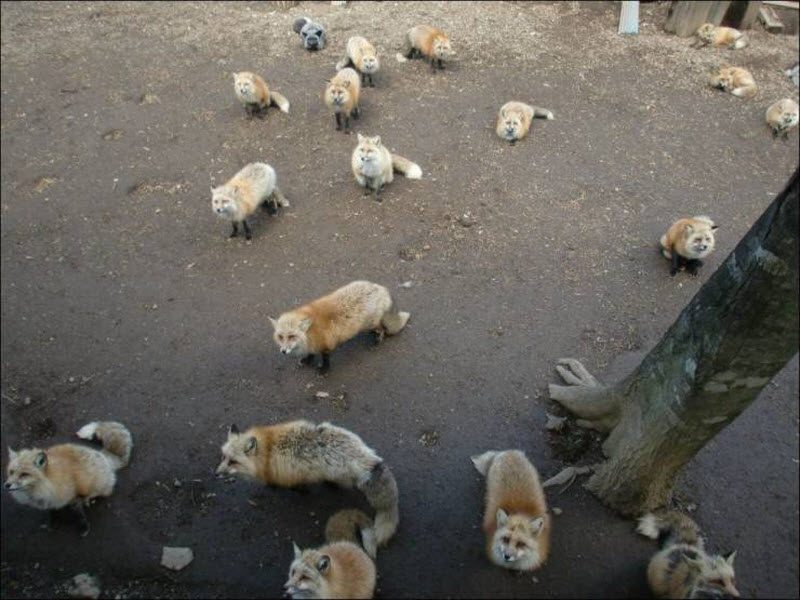 Прикольные картинки