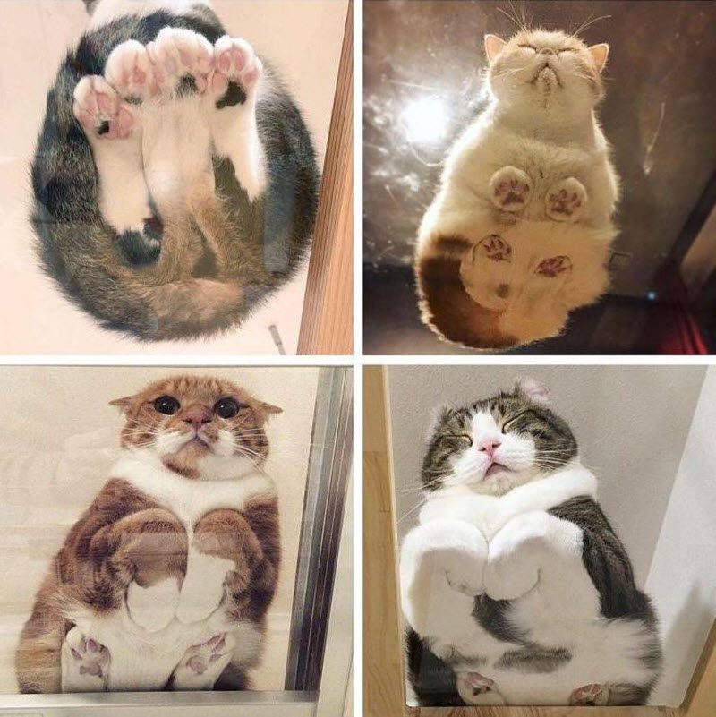 Прикольные картинки