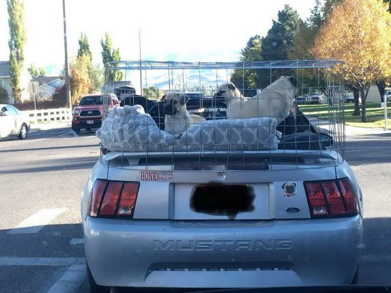 Прикольные картинки