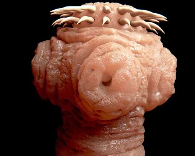 Животные, которые питаются кровью Животные, которые питаются кровью