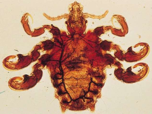 Животные, которые питаются кровью Животные, которые питаются кровью