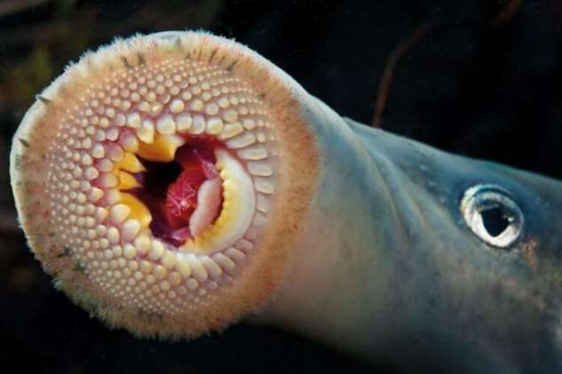 Животные, которые питаются кровью Животные, которые питаются кровью