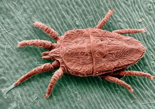 Животные, которые питаются кровью Животные, которые питаются кровью