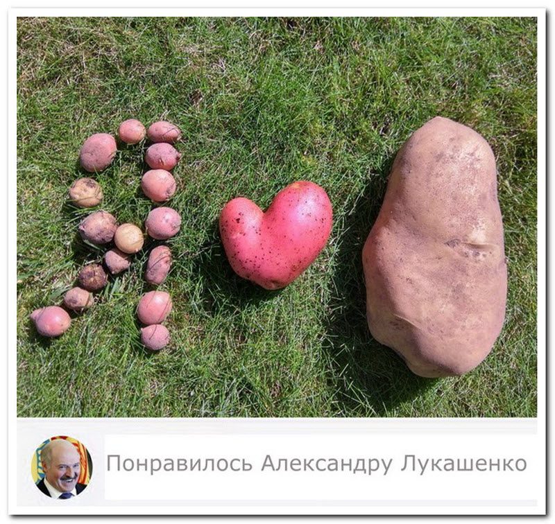 Забавные комментарии из социальных сетей