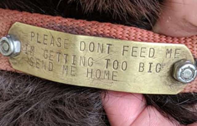 Люди подкармливали собаку на улице, пока не увидели надпись на её ошейнике