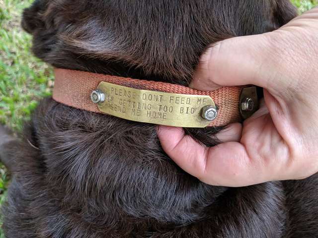 Люди подкармливали собаку на улице, пока не увидели надпись на её ошейнике