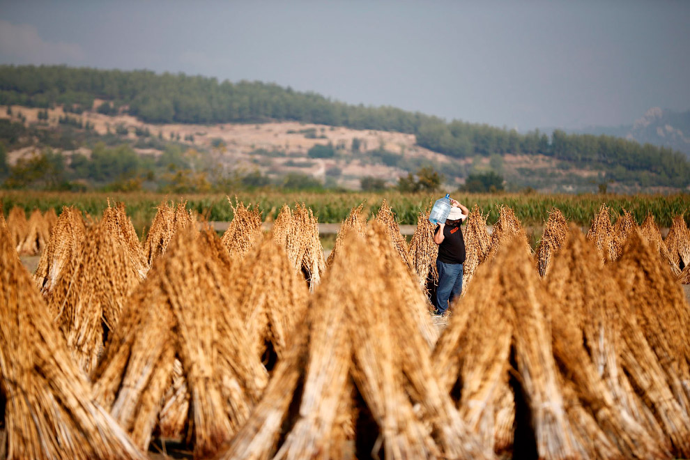 Последние дни золотой осени в фотографиях Последние дни золотой осени в фотографиях