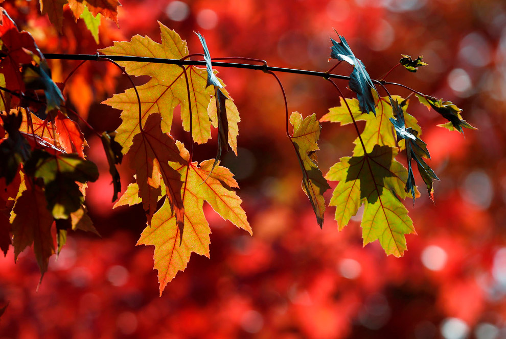 Последние дни золотой осени в фотографиях Последние дни золотой осени в фотографиях