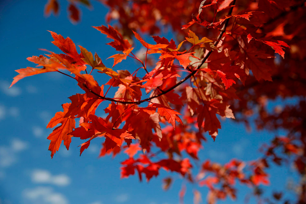 Последние дни золотой осени в фотографиях Последние дни золотой осени в фотографиях