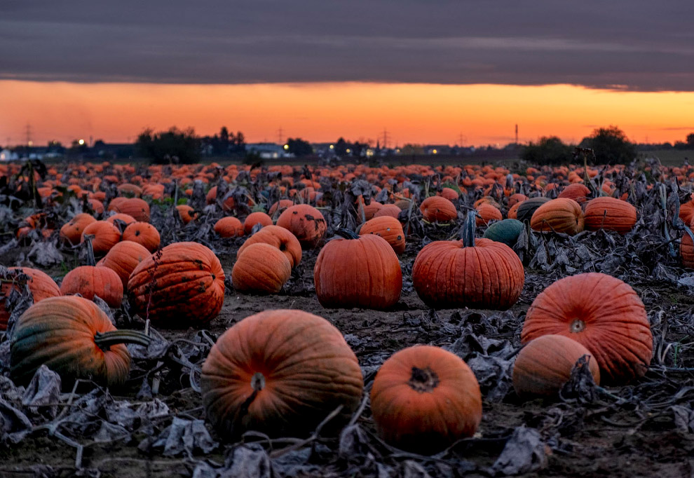Последние дни золотой осени в фотографиях Последние дни золотой осени в фотографиях