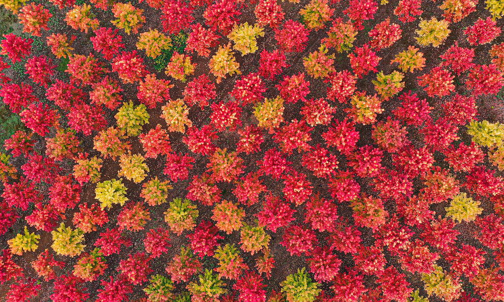 Последние дни золотой осени в фотографиях Последние дни золотой осени в фотографиях