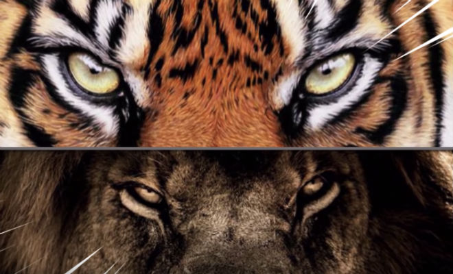 10 животных, которые ненавидят друг друга