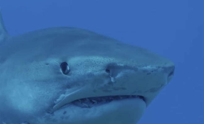 10 животных, которые ненавидят друг друга