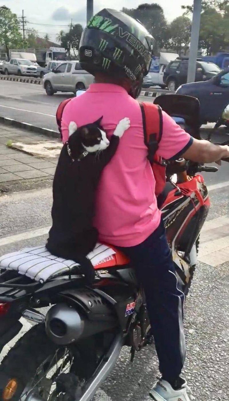 Прикольные картинки