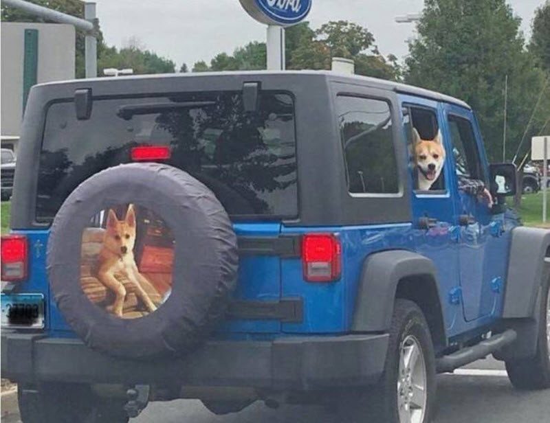 Прикольные картинки