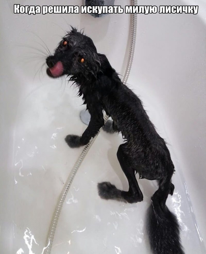 Прикольные картинки