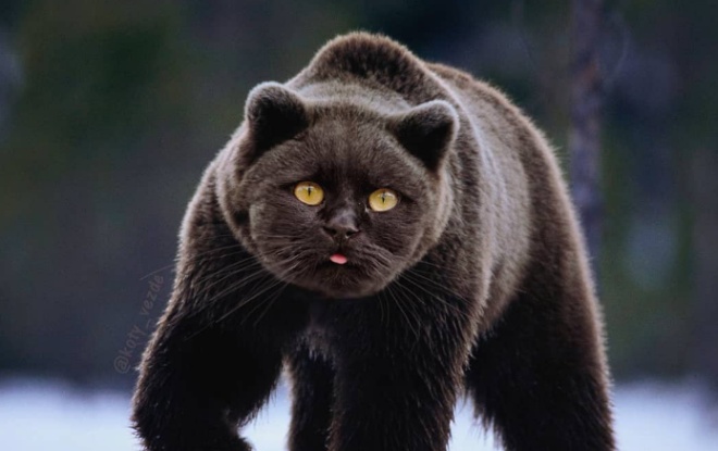 Котов "скрестили" с другими животными