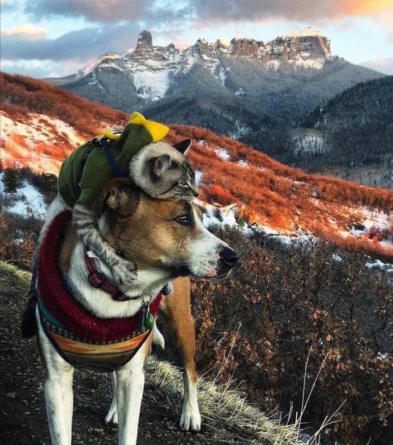 Прикольные картинки