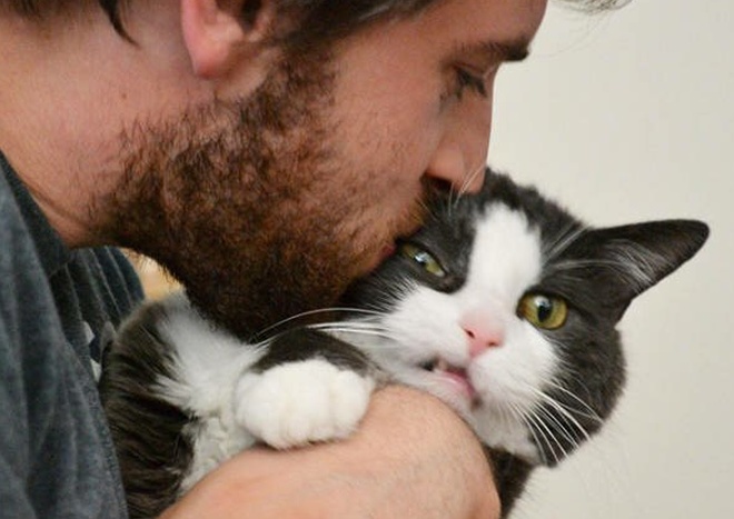 Коты, которые не любят делать селфи