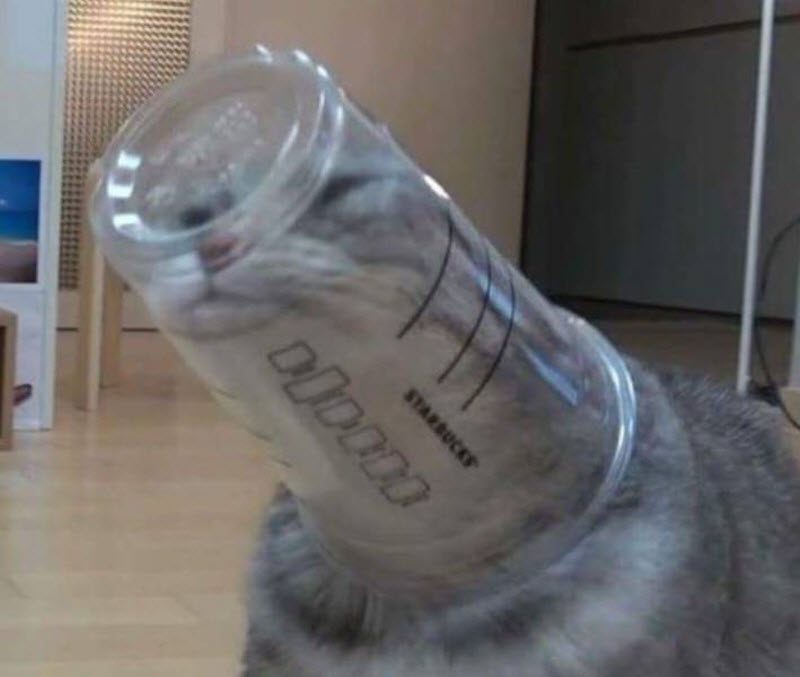 Прикольные картинки