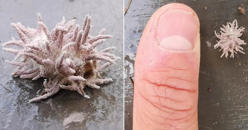 Мужчина нашёл шмеля, который стал жертвой зомби Мужчина нашёл шмеля, который стал жертвой зомби