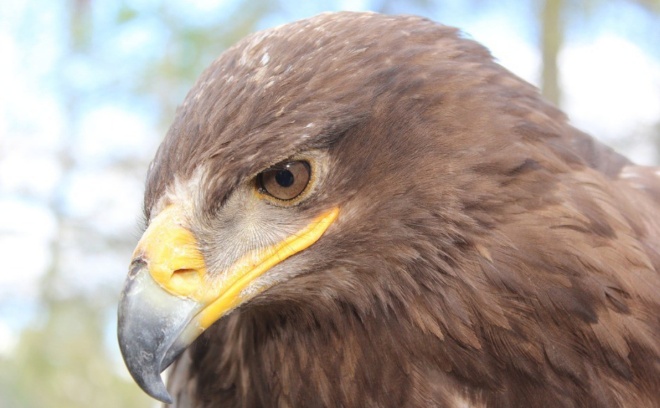 Степные орлы разоряют российских ученых