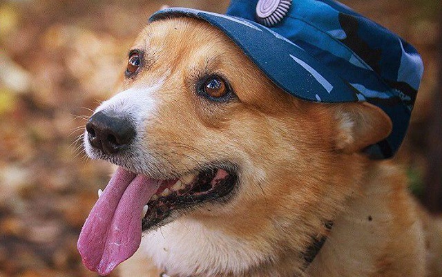 Рыжий - самый милый полицейский в России Рыжий - самый милый полицейский в России