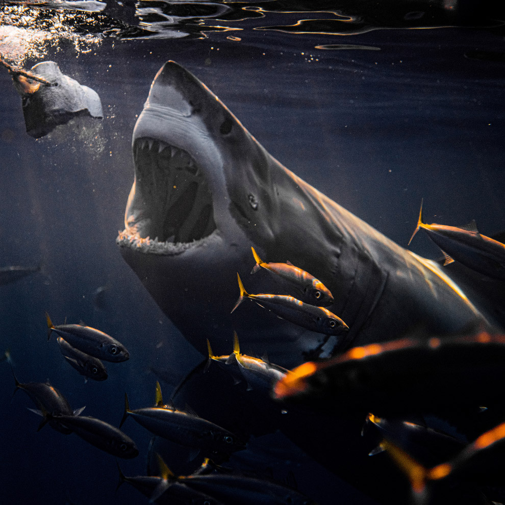 Акулы в объективе Акулы в объективе