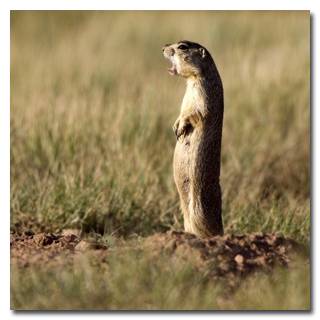 Как животные общаются между собой Как животные общаются между собой