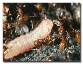 Как животные общаются между собой Как животные общаются между собой