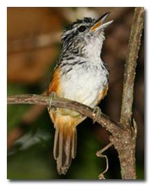 Как животные общаются между собой Как животные общаются между собой