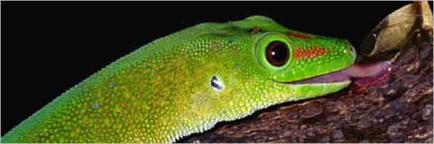 Как животные общаются между собой Как животные общаются между собой