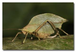 Как животные общаются между собой Как животные общаются между собой