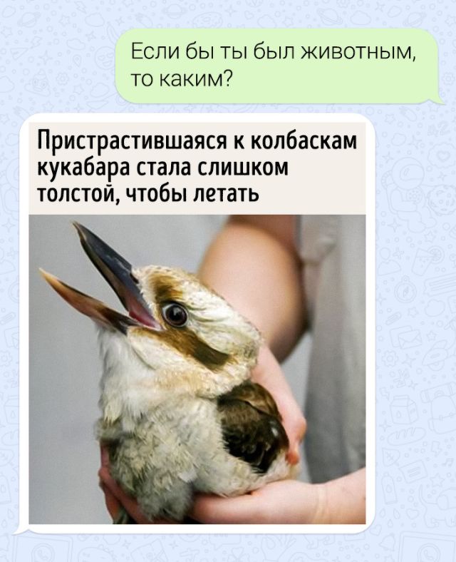 Подборка остросюжетных переписок с непредсказуемым финалом