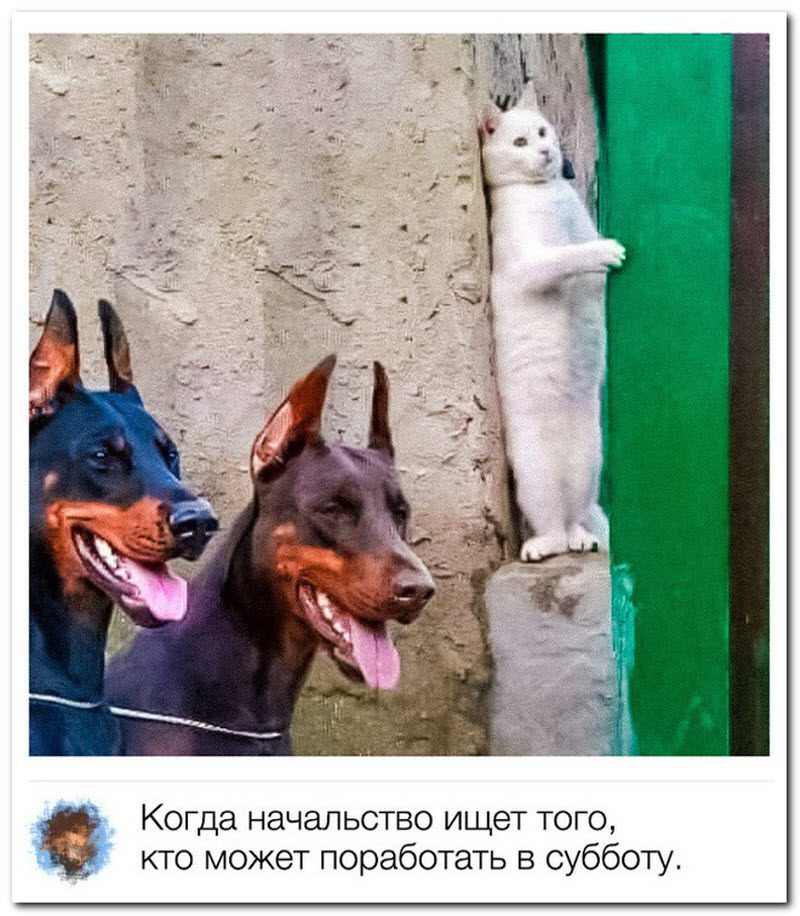 Забавные комментарии из социальных сетей