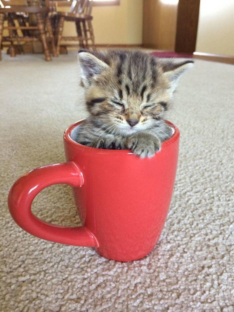 Прикольные картинки