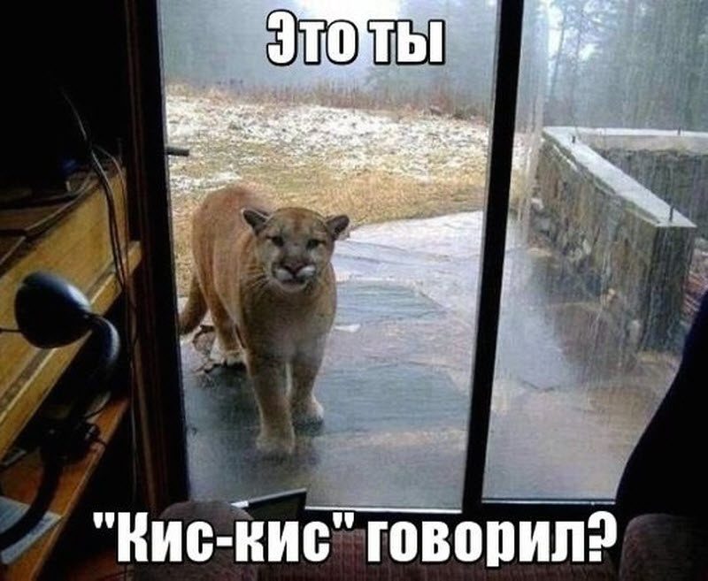 Прикольные картинки