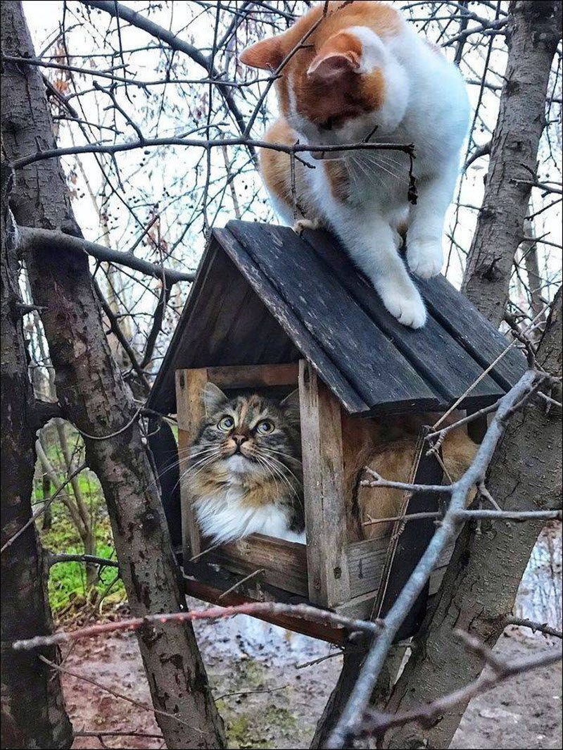 Прикольные картинки