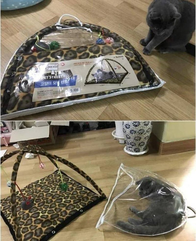 Прикольные картинки
