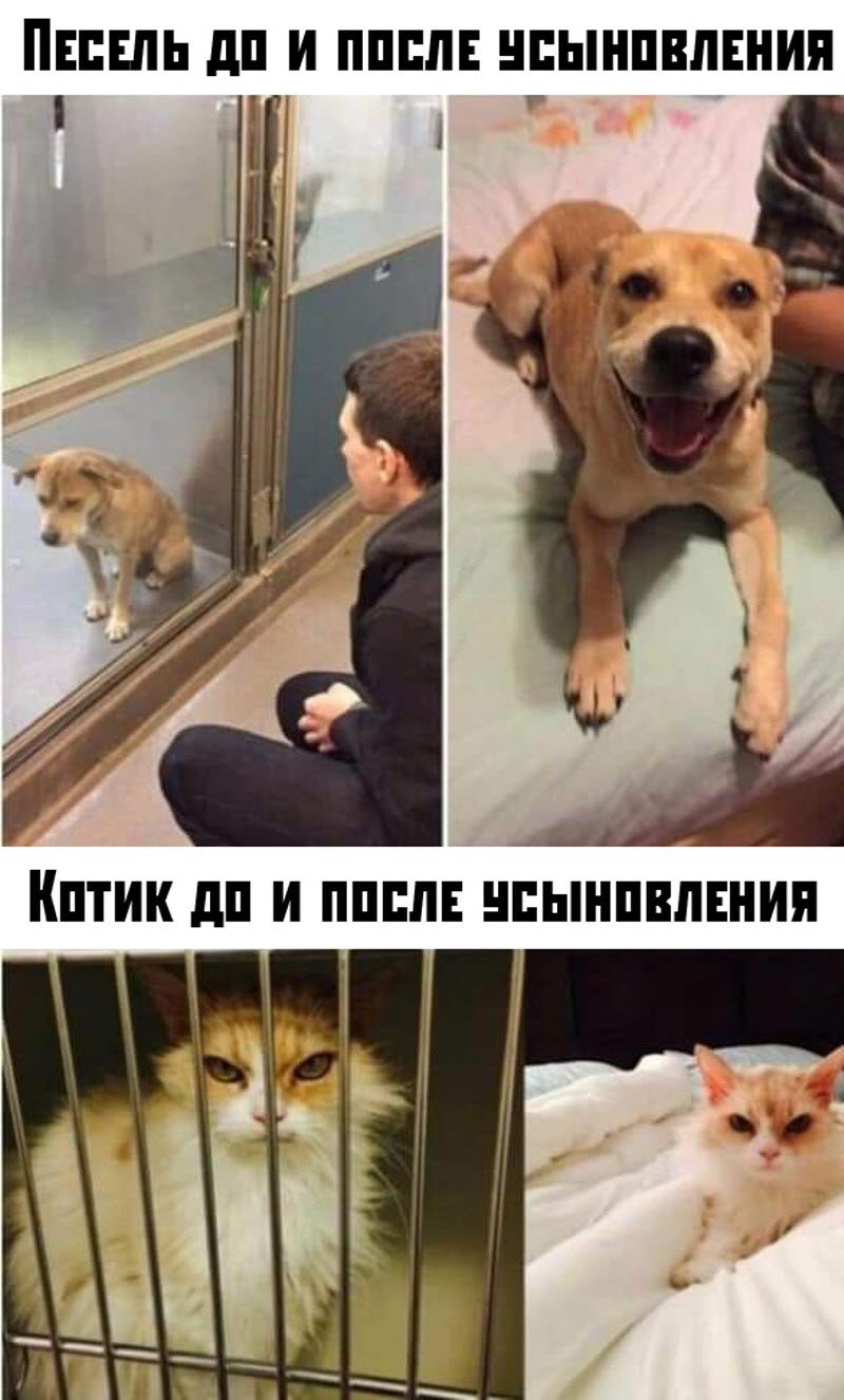 Прикольные картинки