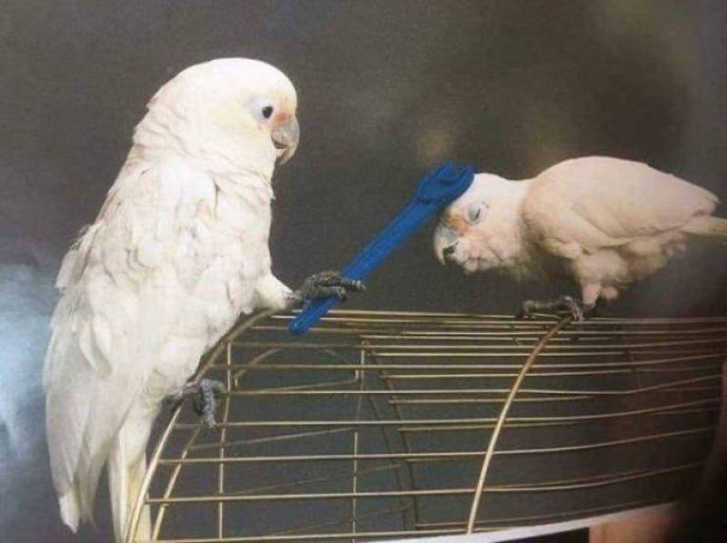 Прикольные картинки