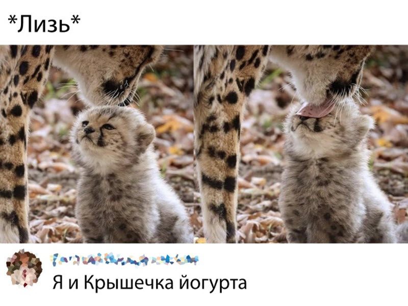 Прикольные картинки