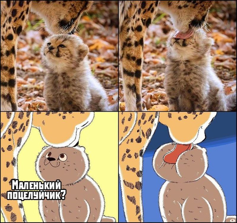 Прикольные картинки
