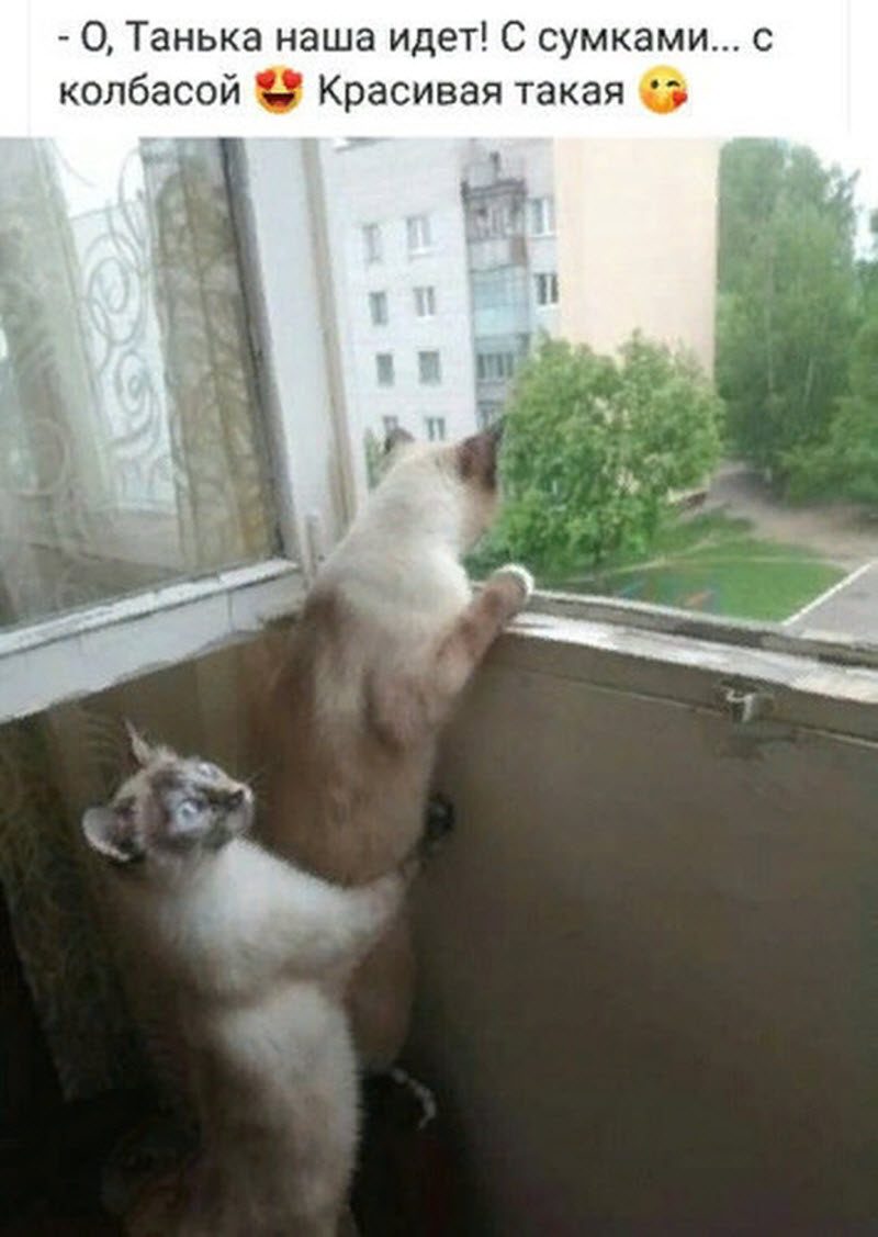 Прикольные картинки